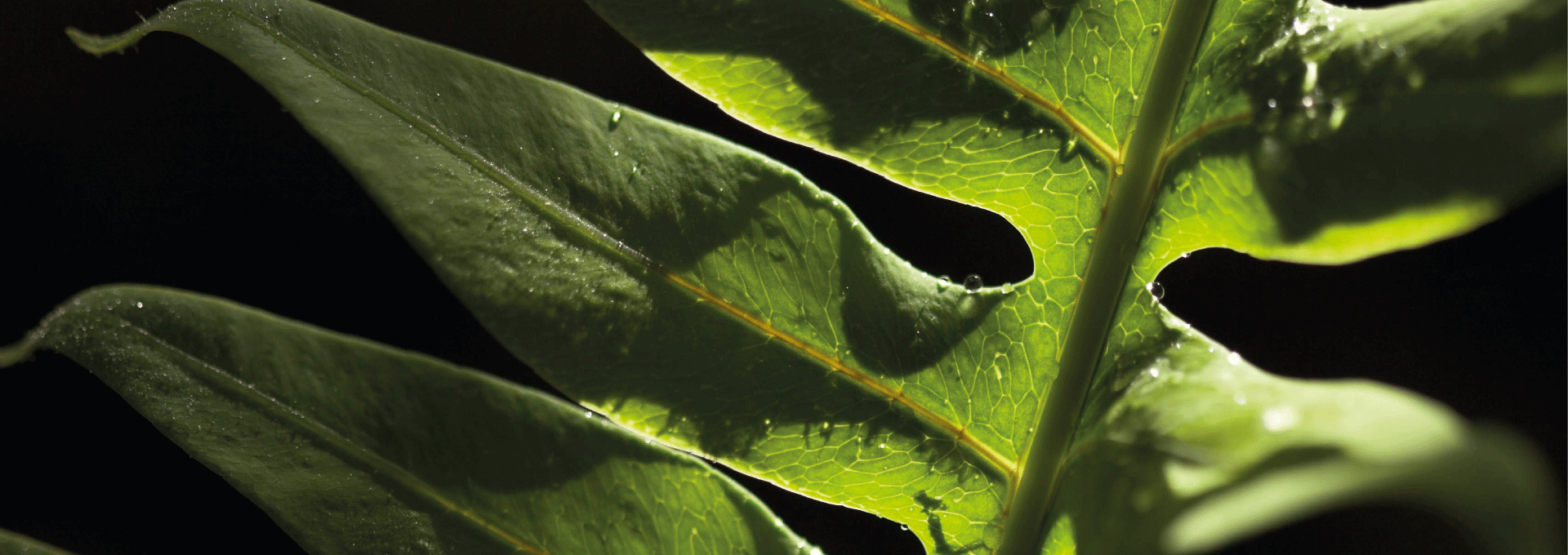 banner-image-1920x680-desktop-fernblock