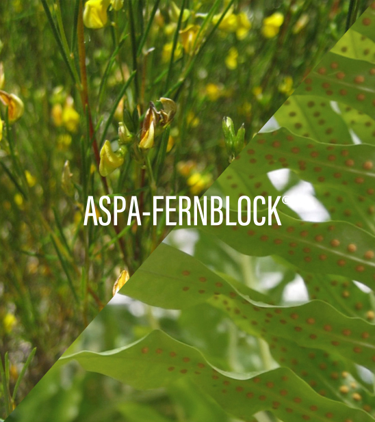 6. ASPA-FERNBLOCK_FP_Tecnologia_Desktop_548x617