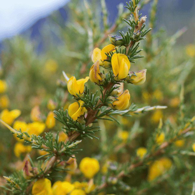 History_2025_aspafernblock_432x432