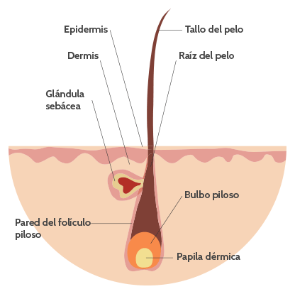 iraltone estructura pelo