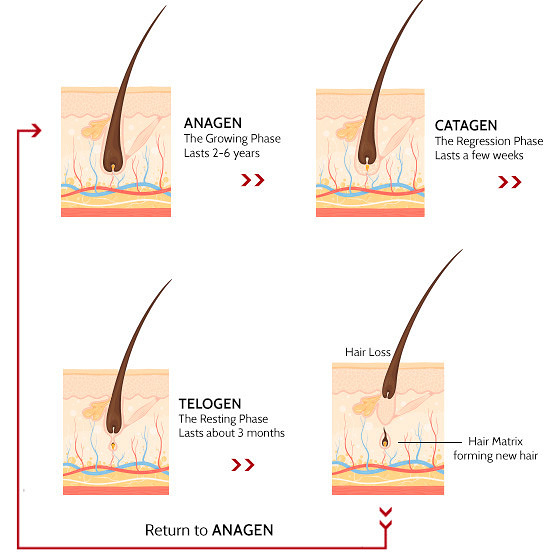 Hair loss | Cantabria Labs