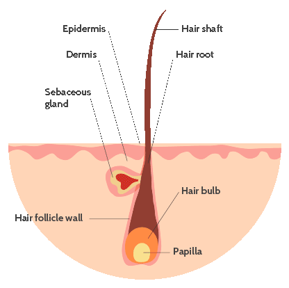 Hair Growth Cycle Understanding The Structure Of Your Follicles  Vedix